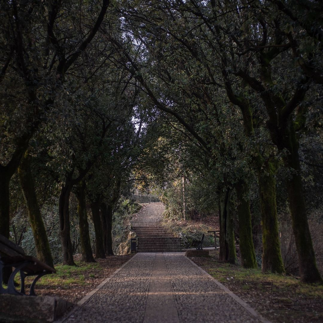 a path with trees on either side